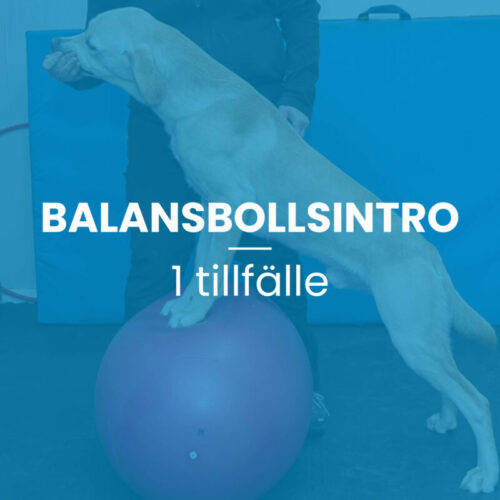 Balansbollsintro 1 tillfälle, 45 min