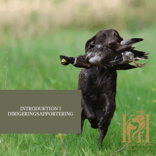 Introduktion i dirigeringsapportering