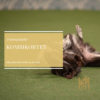 Kombikortet
