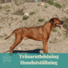 Tränarutbildning för handlers/utställare