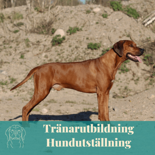 Tränarutbildning för handlers/utställare