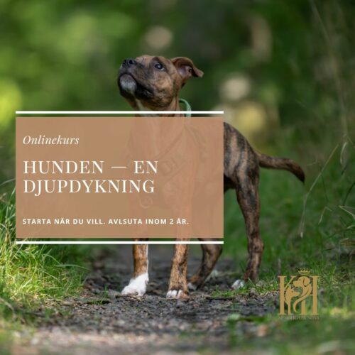 Hunden-en djupdykning