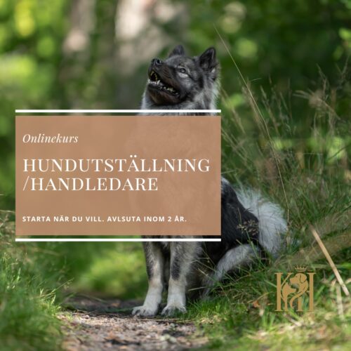 Hundutställning/handlertränare