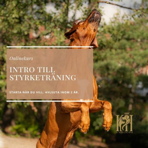 Intro till Styrketräning