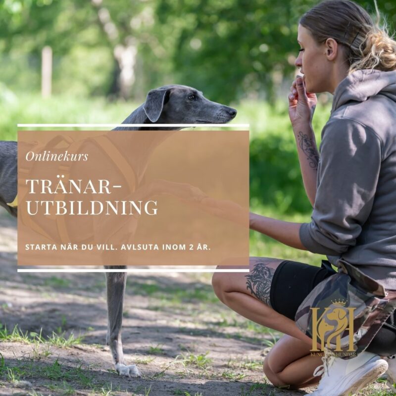 Tränarutbildning