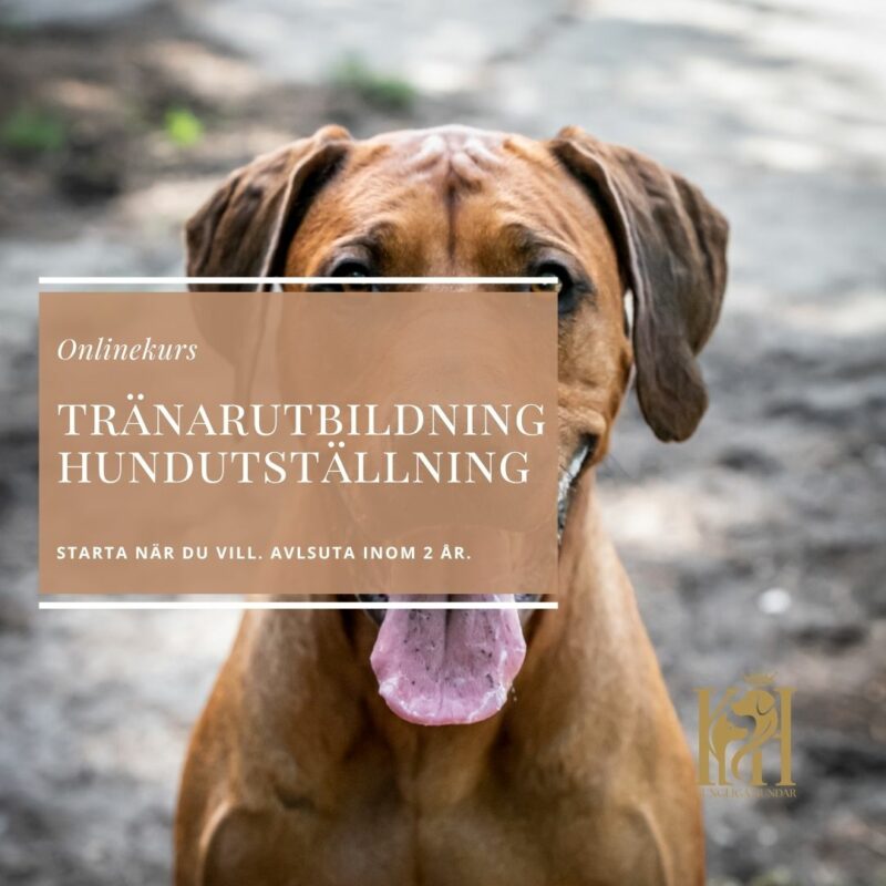 Tränarutbildning för handlers/utställare