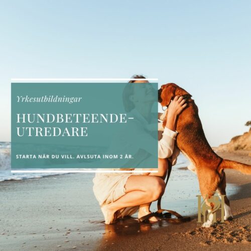 Hundbeteendeutredare
