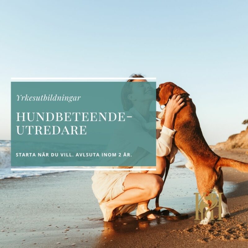 Hundbeteendeutredare