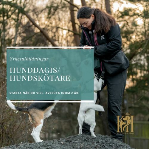 Hunddagisutbildning Hundskötare