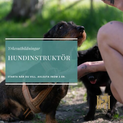 Hundinstruktör