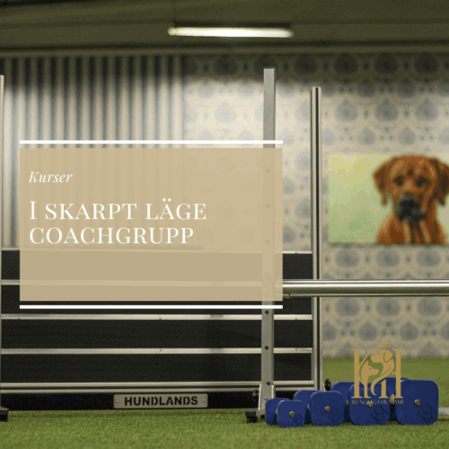 I skarpt läge - en grenoberoende coachgrupp