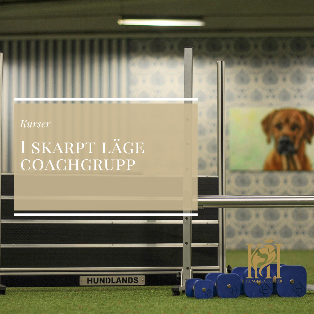 I skarpt läge - en grenoberoende coachgrupp