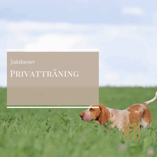 Privatträning Jakt