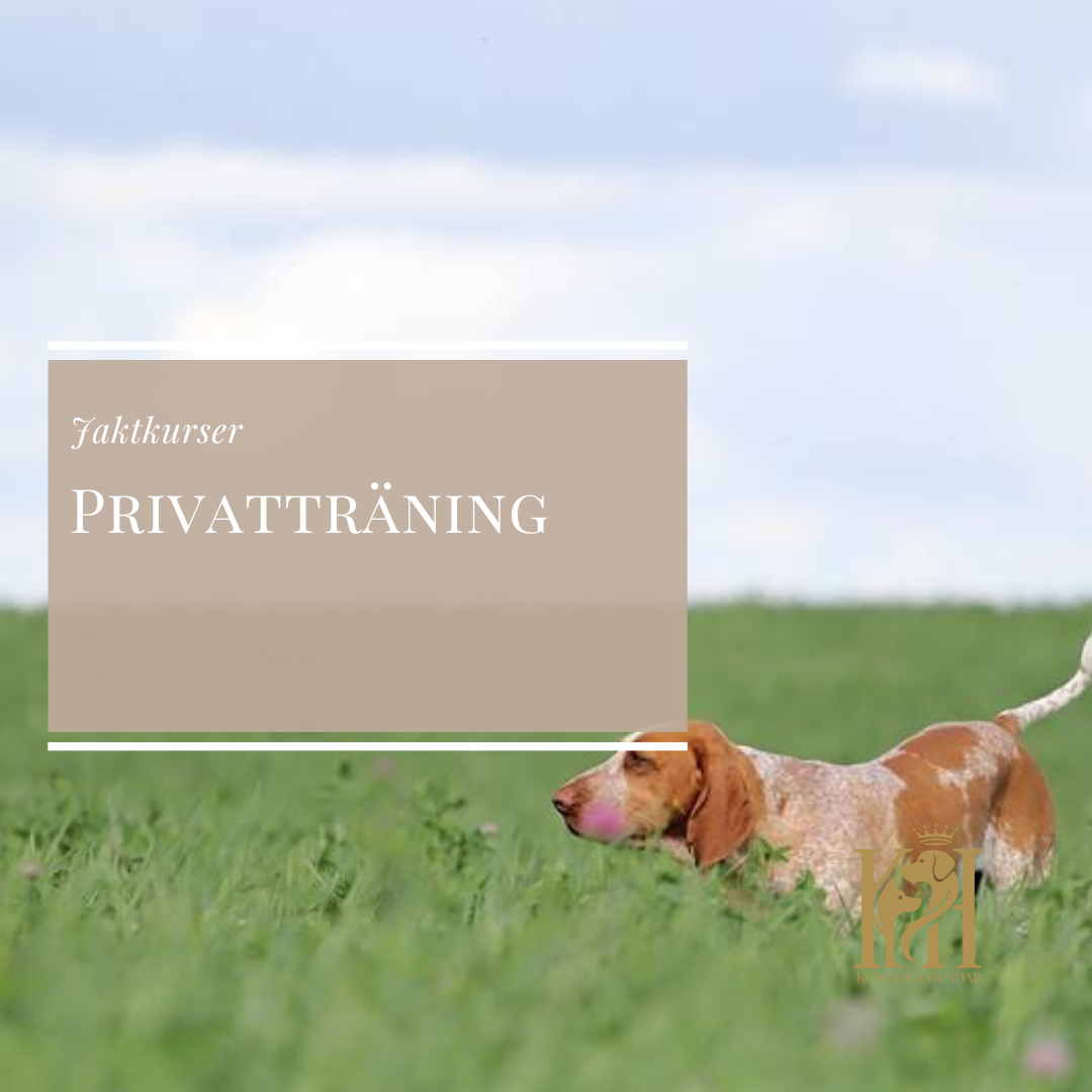 Privatträning Jakt