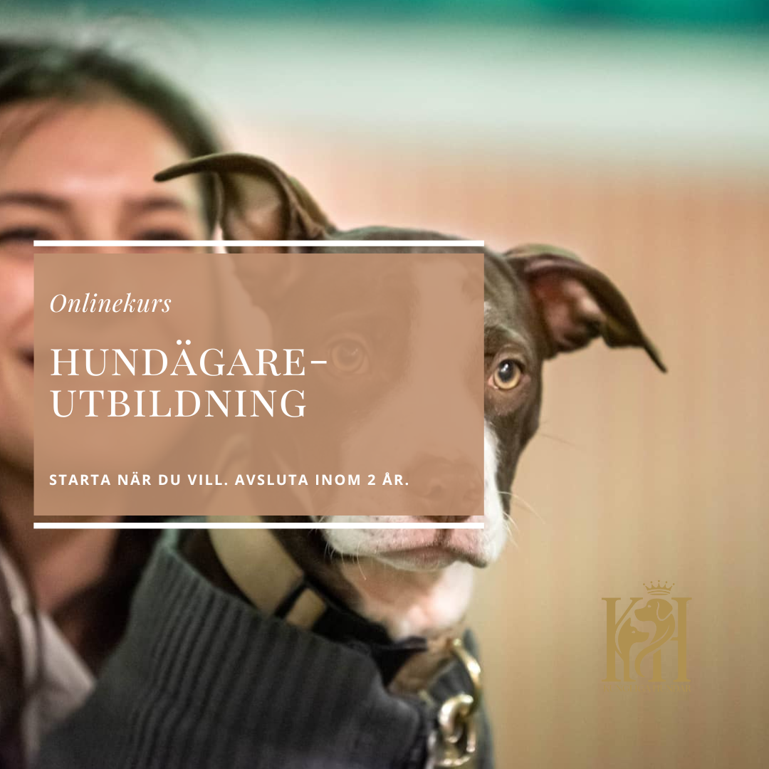 Hundägareutbildning-Bli din hunds bästa människa