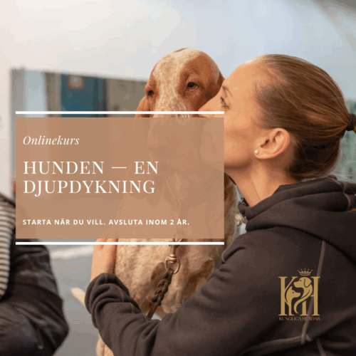 Hunden-en djupdykning