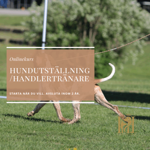 Hundutställning/handlertränare