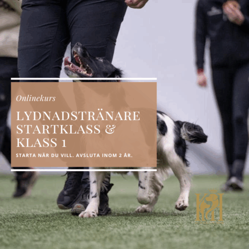 Lydnadstränare Startklass & Klass 1