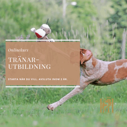Tränarutbildning