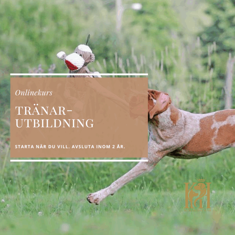 Tränarutbildning