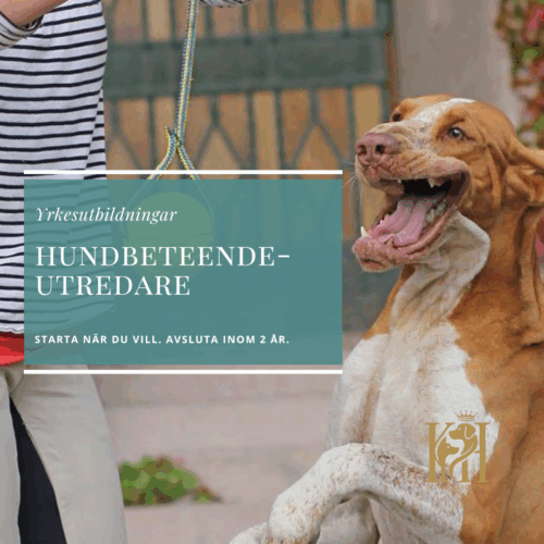 Hundbeteendeutredare