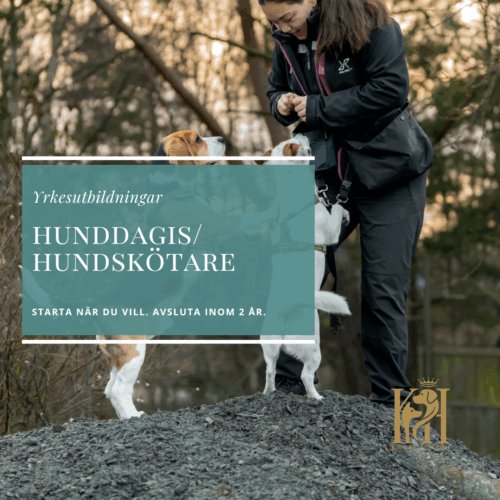 Hunddagisutbildning Hundskötare