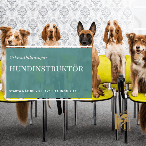 Hundinstruktör