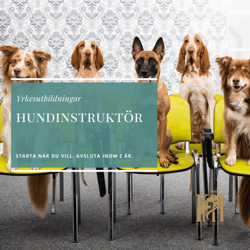 Hundinstruktör