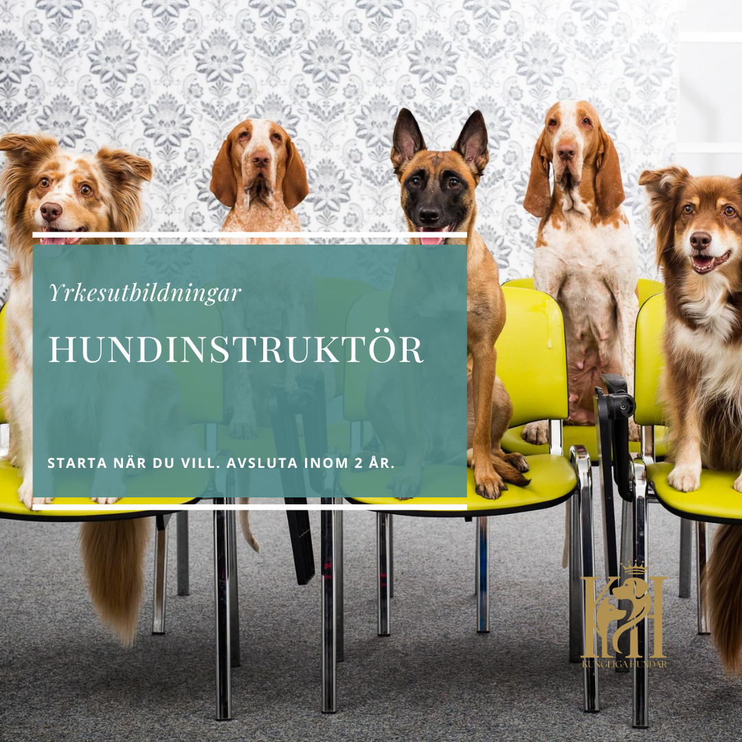 Hundinstruktör