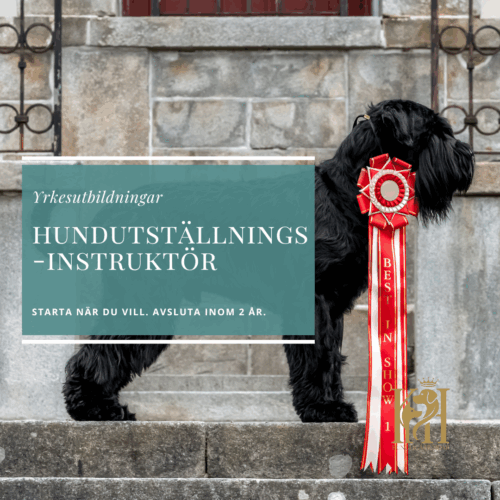 Hundutställningsinstruktör