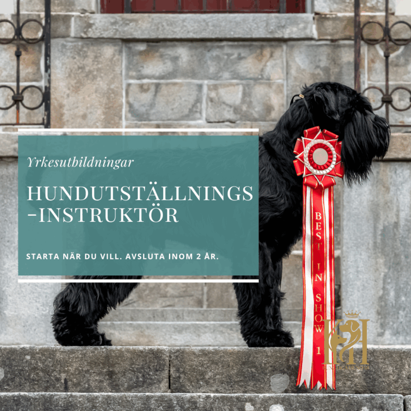 Hundutställningsinstruktör