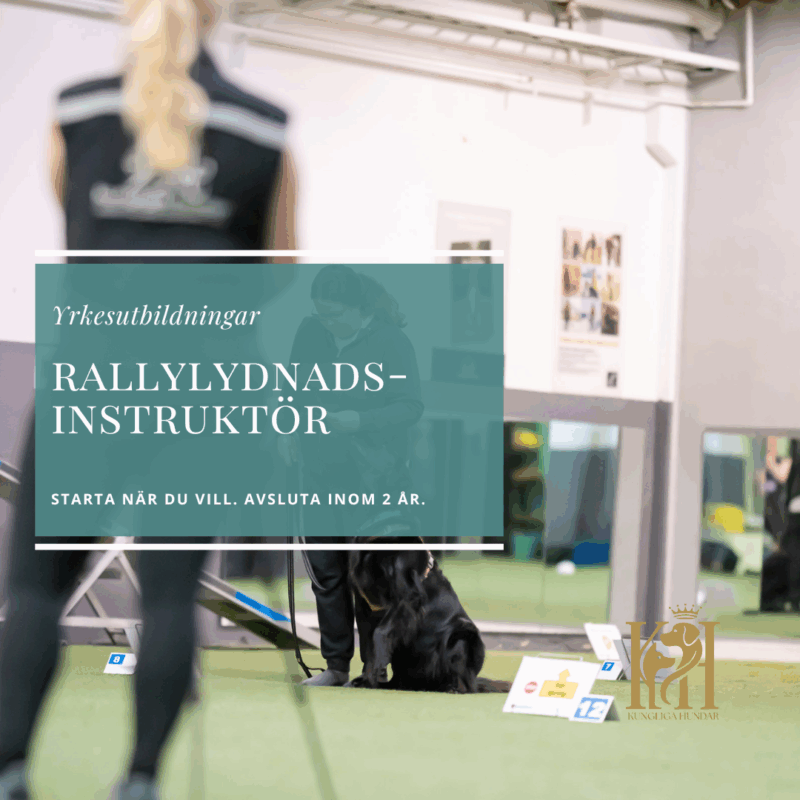 Rallylydnadsinstruktör