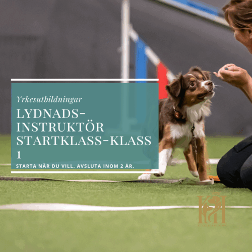 Tävlingslydnadsinstruktör Startklass - Klass 1