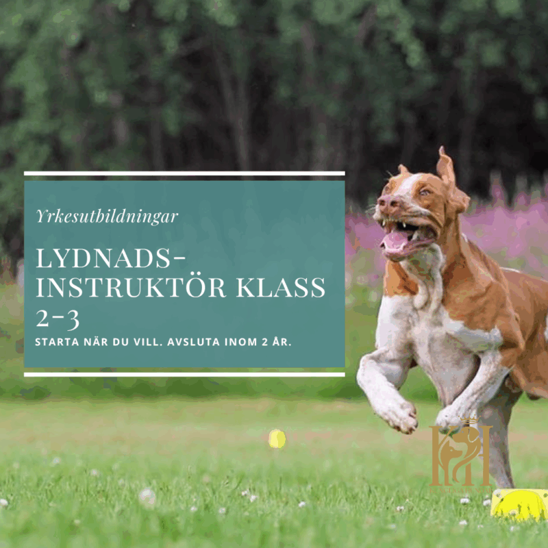 Tävlingslydnadsinstruktör Klass 2-Klass 3