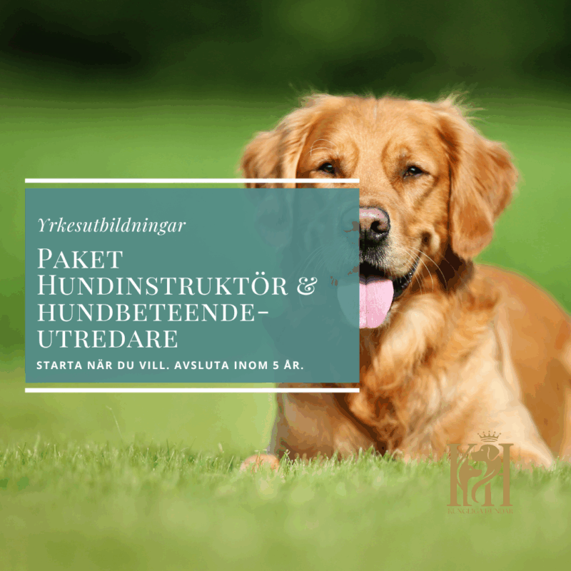 Paket Hundinstruktör & Beteendeutredare