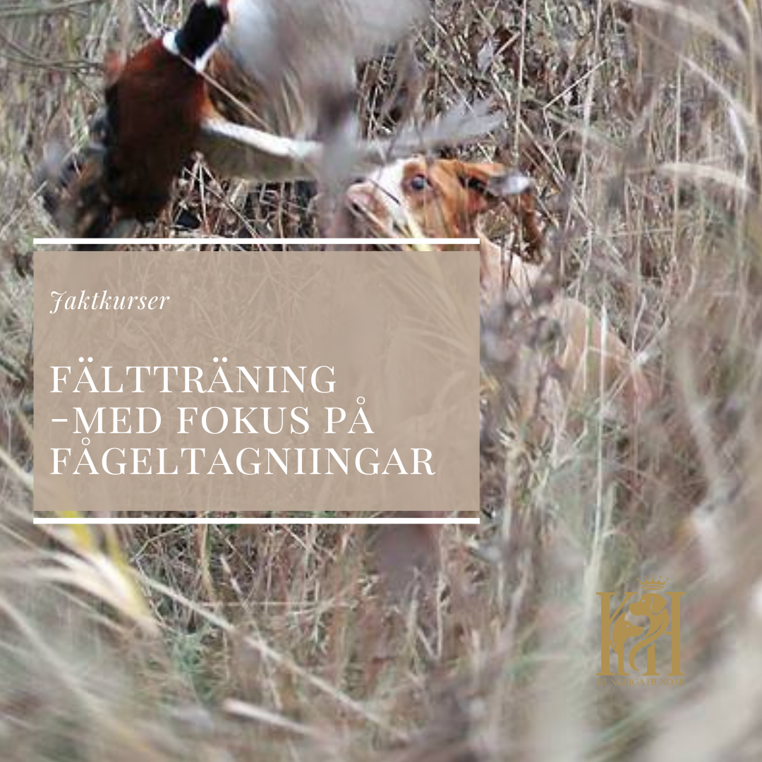 Fätträning med fokus på fågeltagningar