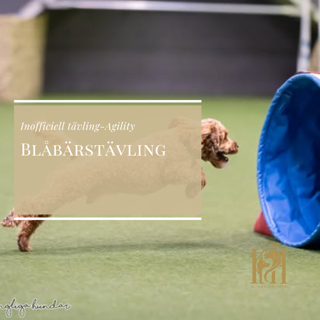 Agility Blåbärstävling 20 December