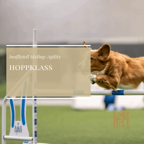 Agility Inofficiell Hoppklass 15 November