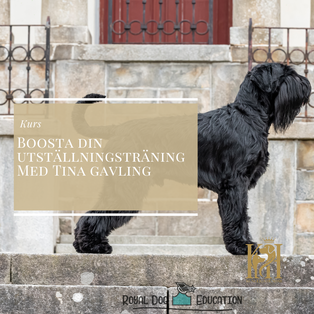 Boosta din utställningsträning-med Tina Gavling