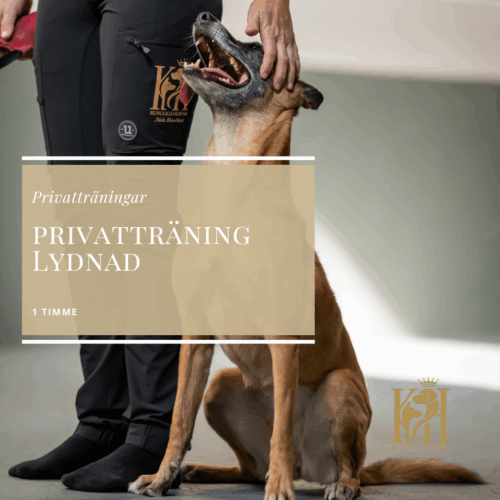 Privatträning Lydnad 1 timme