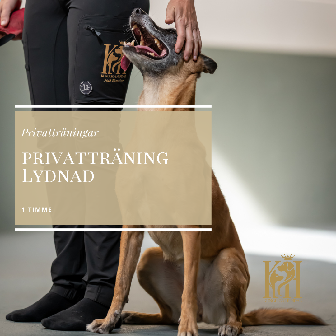Privatträning Lydnad 1 timme