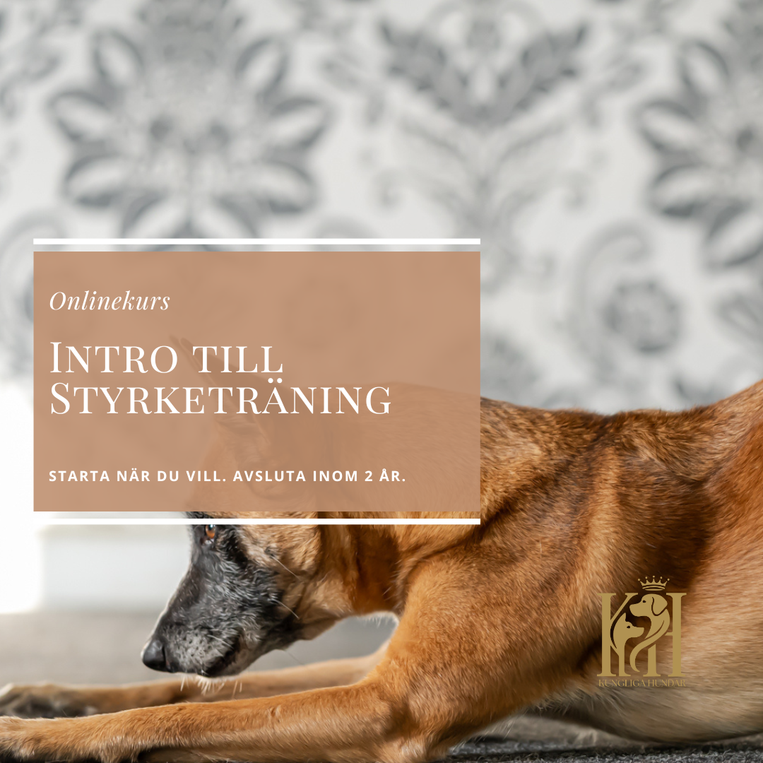 Intro till Styrketräning