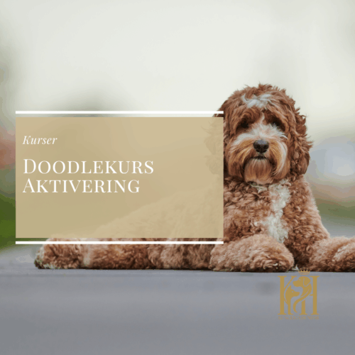 Doodlekurs - Aktivering för Doodles