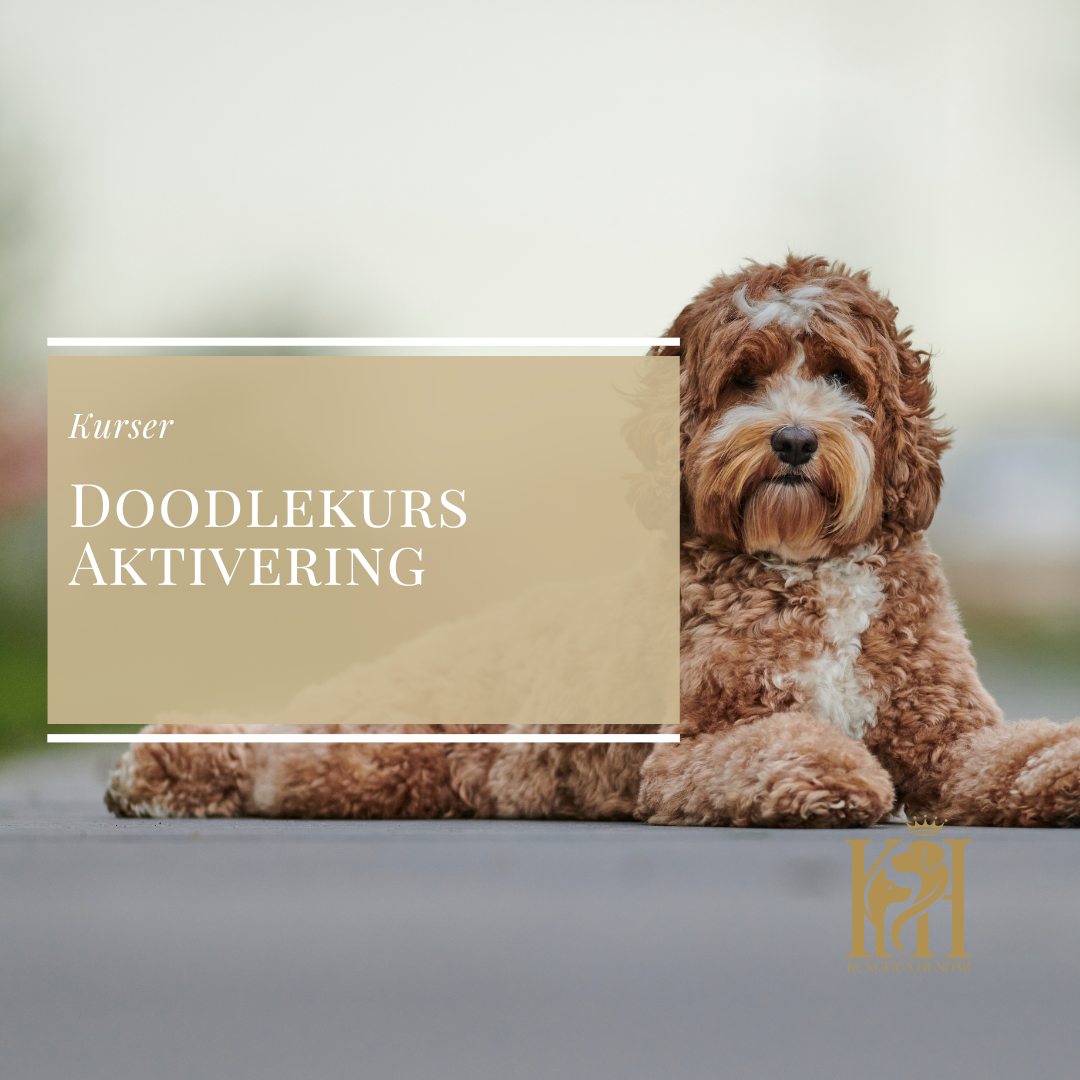 Doodlekurs - Aktivering för Doodles