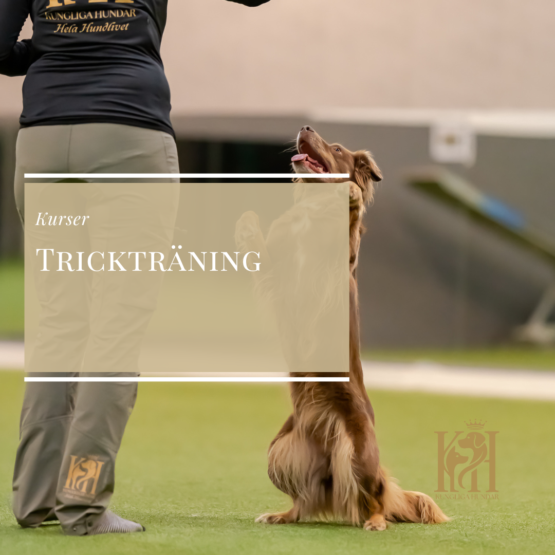 Trickträning