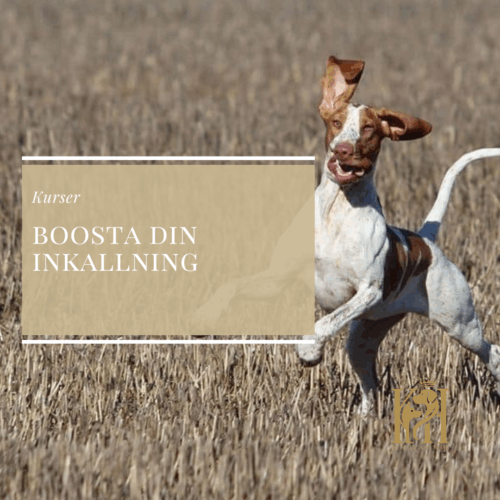 Boosta din inkallning