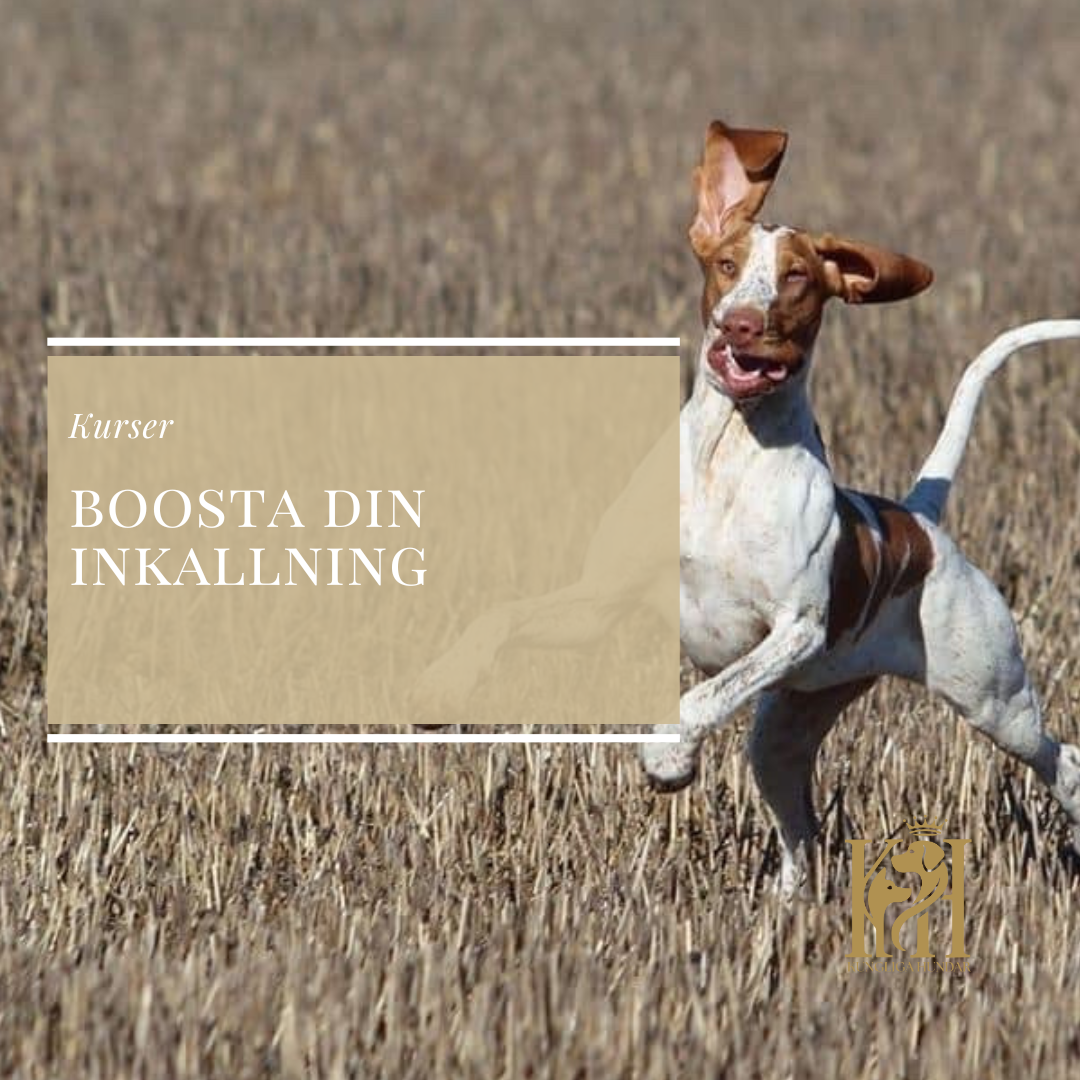 Boosta din inkallning