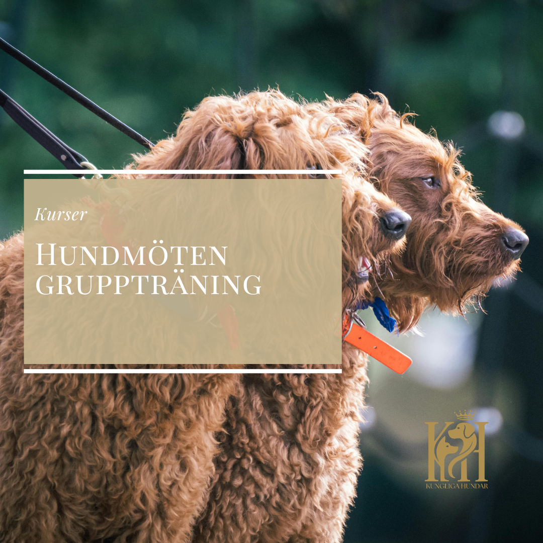 Hundmöten gruppträning