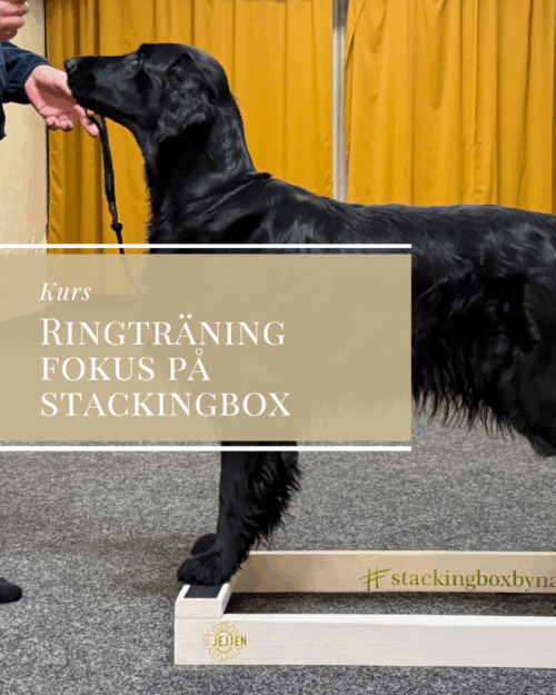 Ringträning med fokus på stackingbox