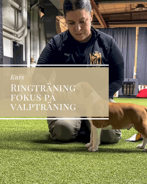 Ringträning med fokus på valpträning